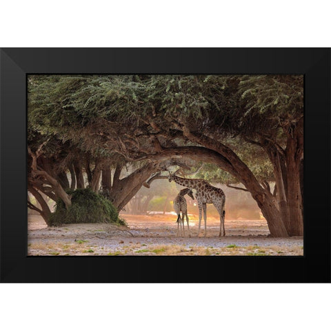 Giraffe - Namibia Black Modern Wood Framed Art Print by Damico, Giuseppe