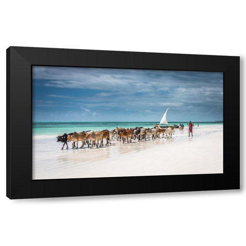 Masai cattle on Zanzibar beach Black Modern Wood Framed Art Print with Double Matting by C. Sink, Jeffrey