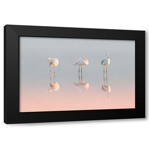 Three flamingos ... Black Modern Wood Framed Art Print with Double Matting by Rublina, Natalia