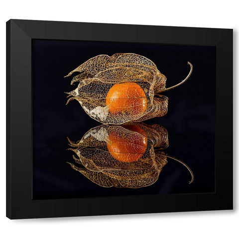 Physalis Black Modern Wood Framed Art Print with Double Matting by Grosshanten, Klaus