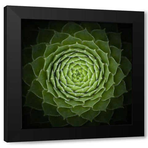 Succulent Black Modern Wood Framed Art Print by Mozqueda, Victor