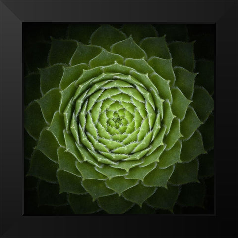 Succulent Black Modern Wood Framed Art Print by Mozqueda, Victor