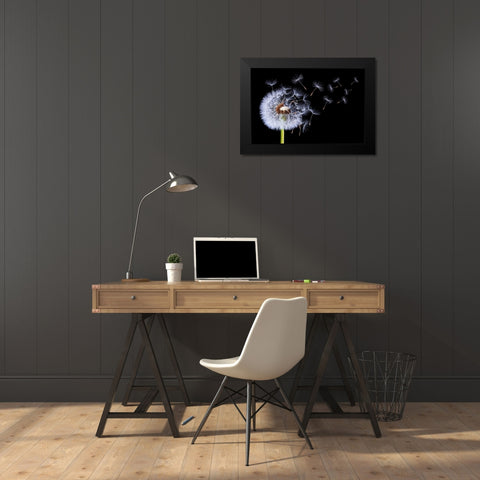 Dandelion Blowing Black Modern Wood Framed Art Print by Hamiti, Bess