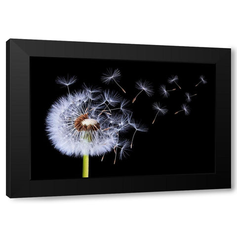 Dandelion Blowing Black Modern Wood Framed Art Print with Double Matting by Hamiti, Bess