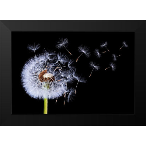 Dandelion Blowing Black Modern Wood Framed Art Print by Hamiti, Bess