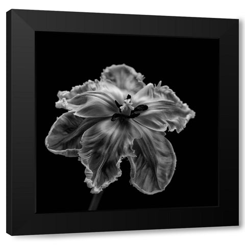 Parrot Tulip Black Modern Wood Framed Art Print with Double Matting by Gronkjaer, Lotte