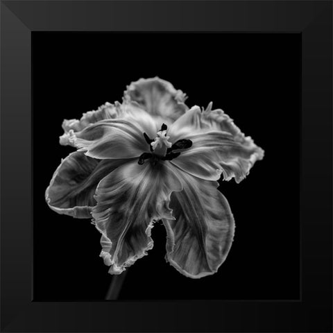 Parrot Tulip Black Modern Wood Framed Art Print by Gronkjaer, Lotte