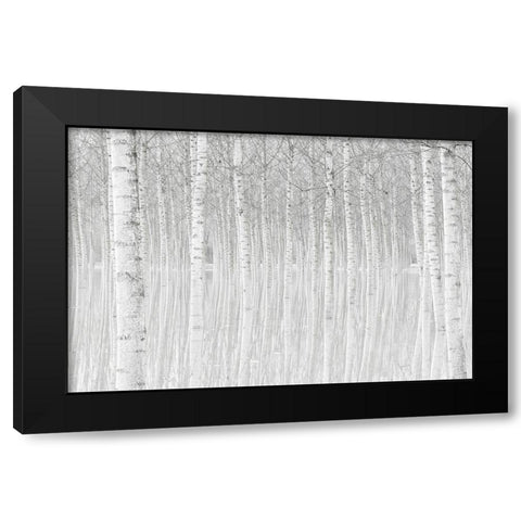 Trees Black Modern Wood Framed Art Print by Simone, Aglioni