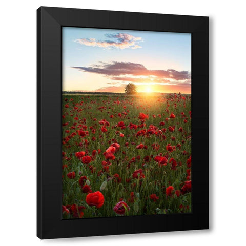 Poppy fields of Sweden Black Modern Wood Framed Art Print with Double Matting by Lindsten, Christian