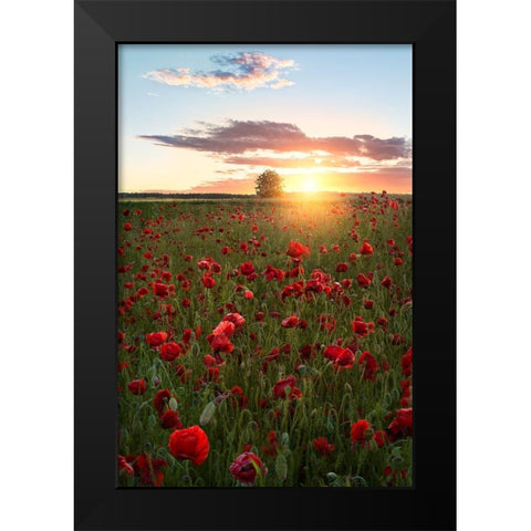 Poppy fields of Sweden Black Modern Wood Framed Art Print by Lindsten, Christian