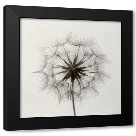 Tragopogon Black Modern Wood Framed Art Print with Double Matting by Gronkjaer, Lotte
