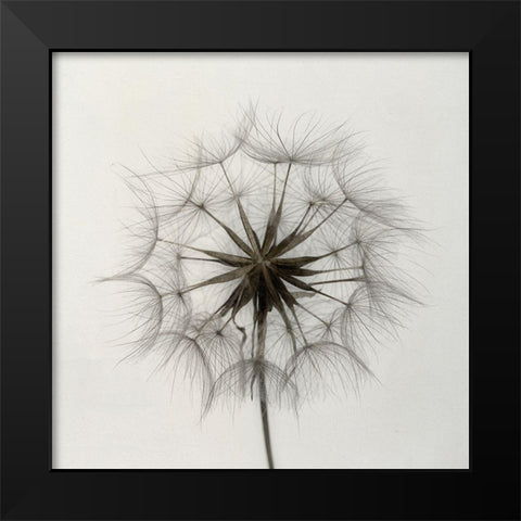 Tragopogon Black Modern Wood Framed Art Print by Gronkjaer, Lotte