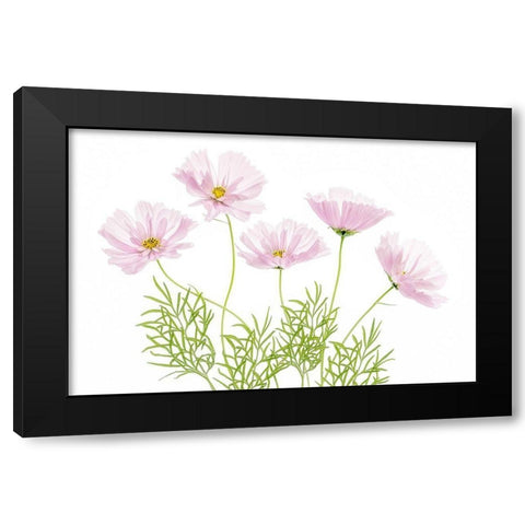 Cosmos Cupcake Black Modern Wood Framed Art Print with Double Matting by Disher, Mandy