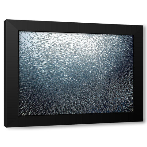 Sardines Firework Black Modern Wood Framed Art Print with Double Matting by Jager, Henry