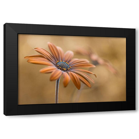 Summer glow Black Modern Wood Framed Art Print by Disher, Mandy