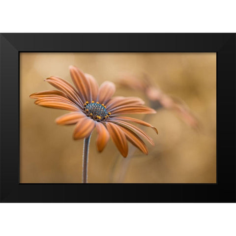 Summer glow Black Modern Wood Framed Art Print by Disher, Mandy