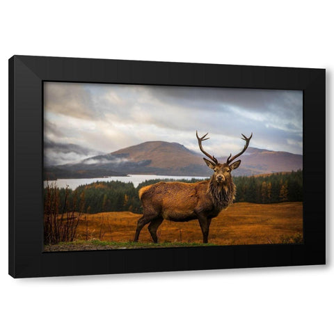 Scottish Stag Black Modern Wood Framed Art Print with Double Matting by Popan, Adrian