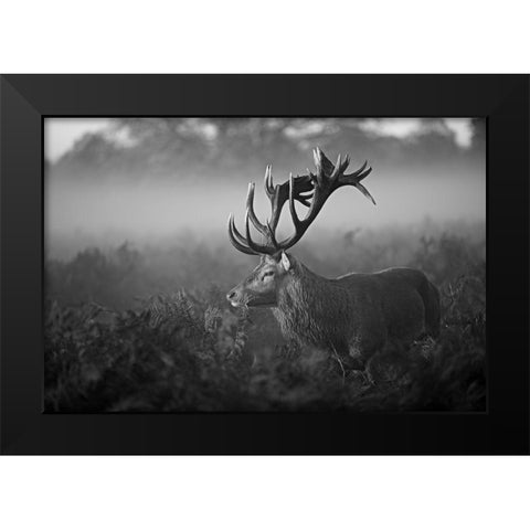 Sunny Morning Black Modern Wood Framed Art Print by Fabrowski, Robert