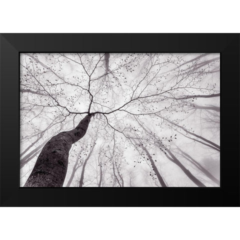A view of the tree crown Black Modern Wood Framed Art Print by Pavlasek, Tom
