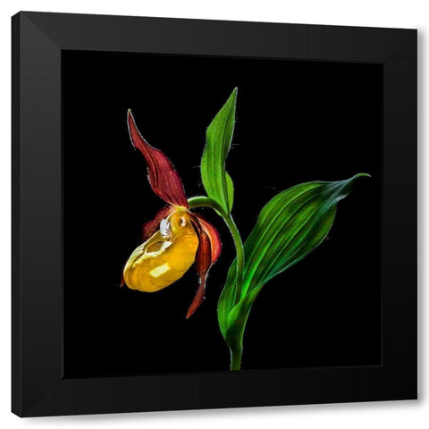 Macro CloseUp Photograph of The Ladys Slipper Orchid  Flower In the Wild Black Modern Wood Framed Art Print by De Angelli, Nora