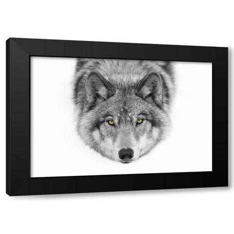 Yellow eyes  Timber Wolf Black Modern Wood Framed Art Print by Cumming, Jim