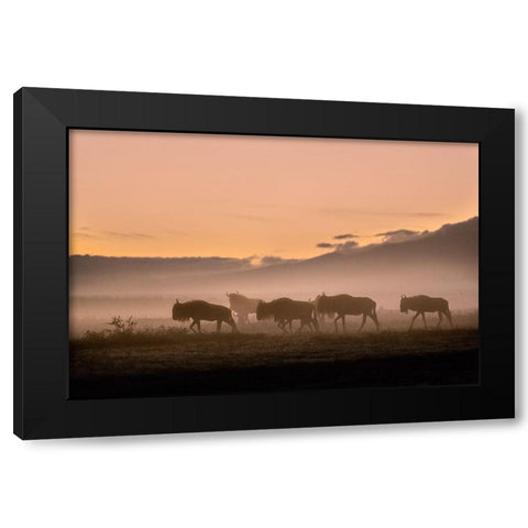 Early morning in Serengeti Black Modern Wood Framed Art Print with Double Matting by Moglia, Fabrizio