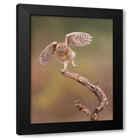 Im just a gigalo Black Modern Wood Framed Art Print with Double Matting by Eichelberg, Amnon