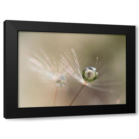 Star of dandelion Black Modern Wood Framed Art Print with Double Matting by Kulik, Bertrand