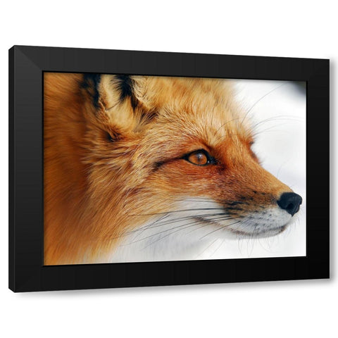 Red Fox Black Modern Wood Framed Art Print with Double Matting by Turgeon, Alain