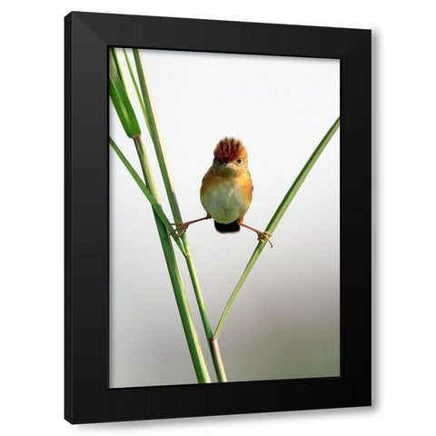 Kung Fu Master Black Modern Wood Framed Art Print by Gunawan, Lina