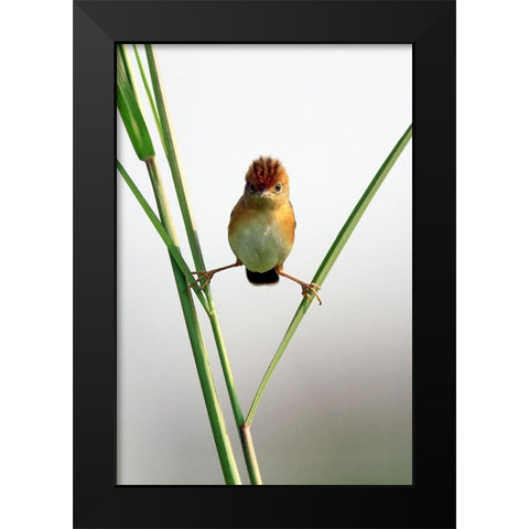 Kung Fu Master Black Modern Wood Framed Art Print by Gunawan, Lina