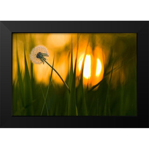Sunbathing Black Modern Wood Framed Art Print by Siegers, Ricky