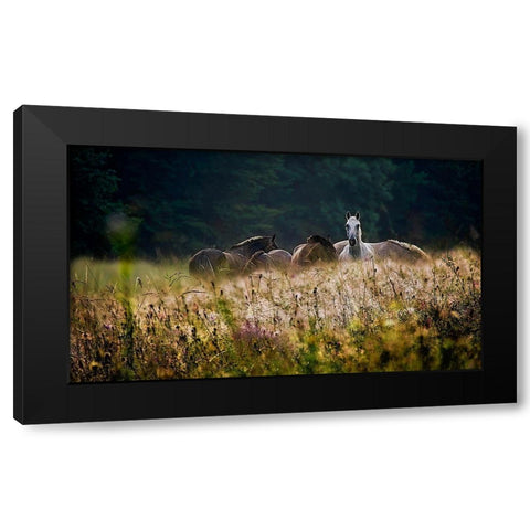 our garden Black Modern Wood Framed Art Print by Malovrh, Milan