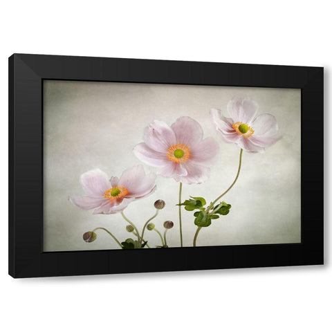 Anemones Black Modern Wood Framed Art Print by Disher, Mandy
