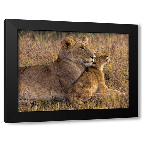Baby Lion with Mother Black Modern Wood Framed Art Print by Jager, Henry