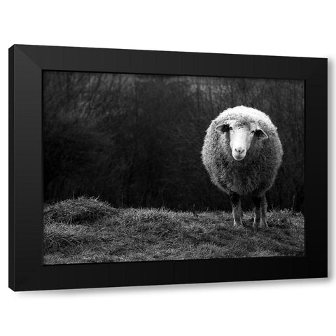 Wondering sheep Black Modern Wood Framed Art Print by Ajven