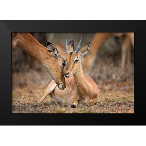 A Moment of Love Black Modern Wood Framed Art Print by Moreno, Mario