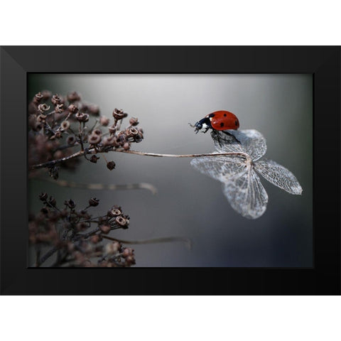 Ladybird on hydrangea. Black Modern Wood Framed Art Print by Van Deelen, Ellen