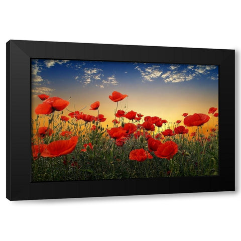 Poppies Black Modern Wood Framed Art Print by Markova, Albena