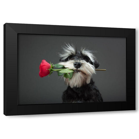 Tango Dancer Black Modern Wood Framed Art Print by Mahmutovic, Adnan