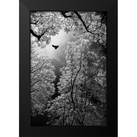 Flight Black Modern Wood Framed Art Print by Stamenkovic, Goran