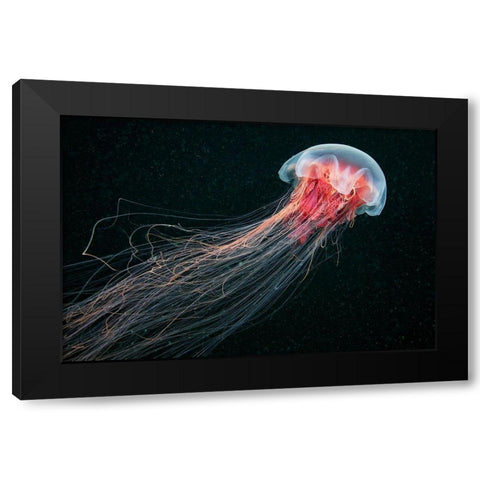 Longtail Black Modern Wood Framed Art Print with Double Matting by Semenov, Alexander