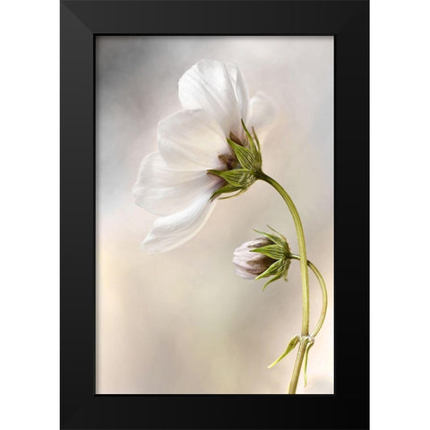 Heavenly Cosmos Black Modern Wood Framed Art Print by Disher, Mandy