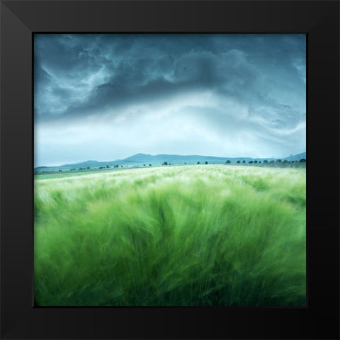 Barley Field Black Modern Wood Framed Art Print by Barbu, Floriana