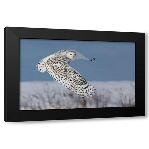 Snowy Owl Black Modern Wood Framed Art Print by Costina, Mircea