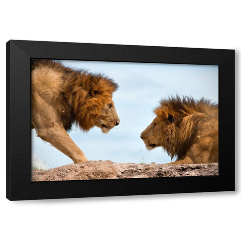 Face to Face Black Modern Wood Framed Art Print with Double Matting by Bibi, Tamir