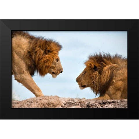 Face to Face Black Modern Wood Framed Art Print by Bibi, Tamir