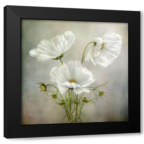 Cosmos Charm Black Modern Wood Framed Art Print by Disher, Mandy
