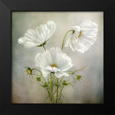 Cosmos Charm Black Modern Wood Framed Art Print by Disher, Mandy