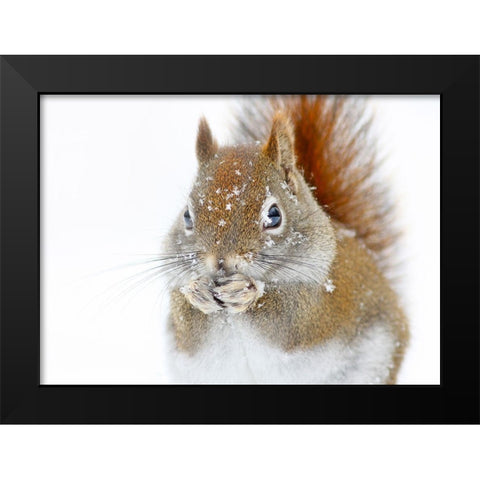 Christmas Squirrel Black Modern Wood Framed Art Print by Costina, Mircea